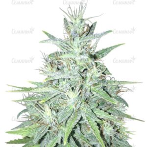 Семена сорта Mango Skunk (Nirvana Seeds)