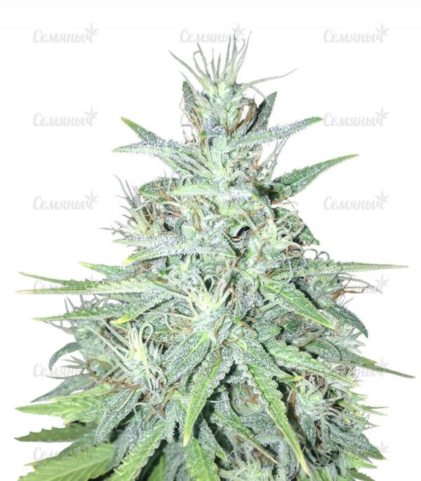 Семена сорта Mango Skunk (Nirvana Seeds)
