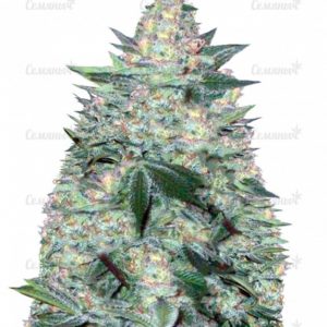 Семена сорта El Alquimista Auto (Samsara Seeds)