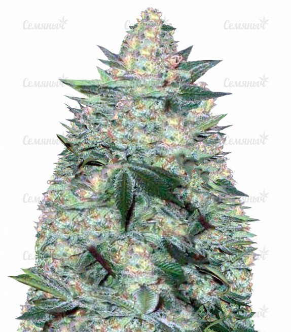 Семена сорта El Alquimista Auto (Samsara Seeds)
