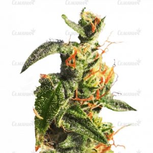Семена сорта Chronic regular (Serious Seeds)