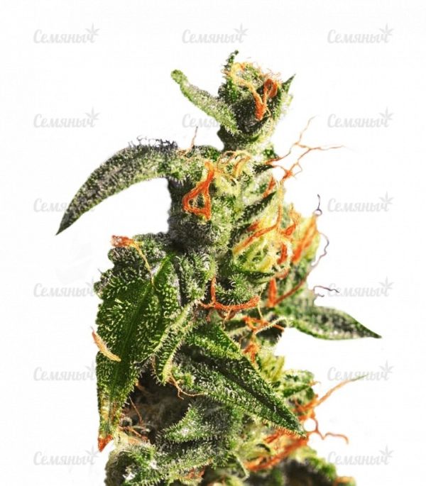 Семена сорта Chronic regular (Serious Seeds)