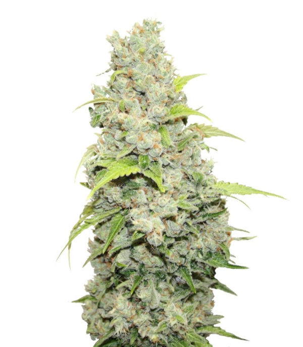 Семена сорта Bcn Sour Diesel