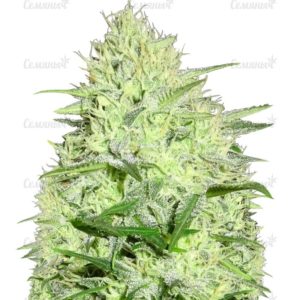 Семена сорта Critical Kali Mist (Delicious Seeds)