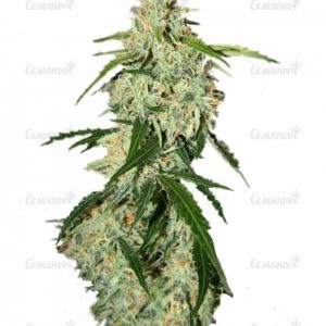 Семена сорта Lemon OG Haze (Nirvana Seeds)