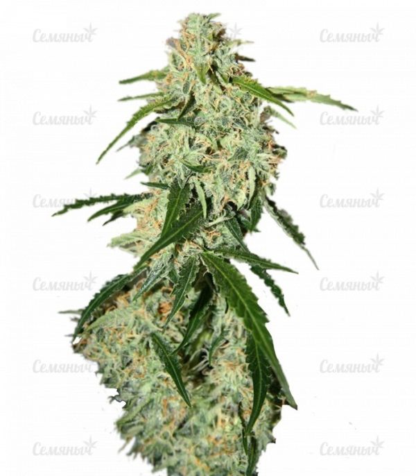 Семена сорта Lemon OG Haze (Nirvana Seeds)