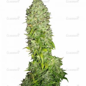 Семена сорта Auto Big Angel (Victory Seeds)