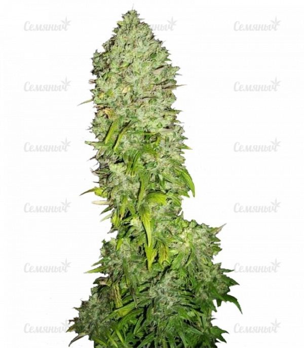Семена сорта Auto Big Angel (Victory Seeds)