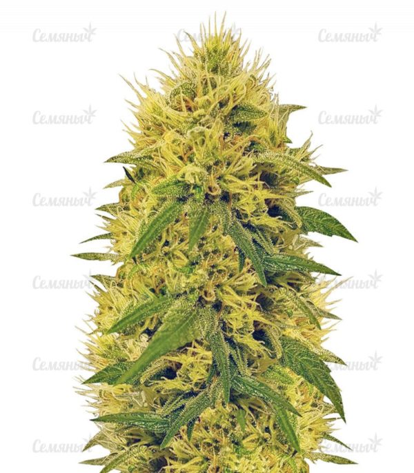 Семена сорта Auto Bubble (Female Seeds)