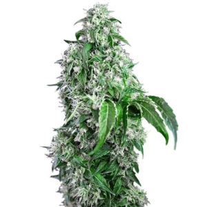 Семена сорта Big Devil F1 Fast Version (Sweet Seeds)