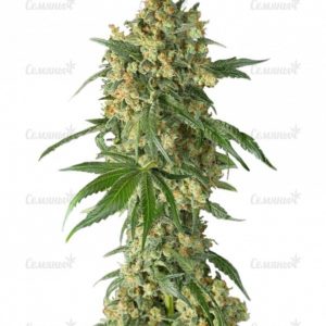 Семена сорта Purple Afghan Kush (Dinafem Seeds)