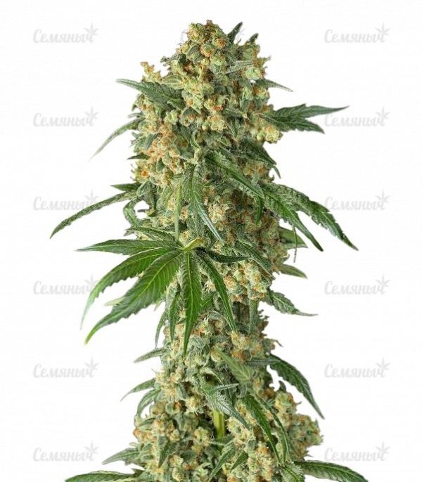Семена сорта Purple Afghan Kush (Dinafem Seeds)