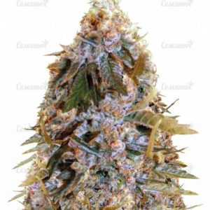 Семена сорта Auto Chronic Monster XXL (Auto Chronic XXL)