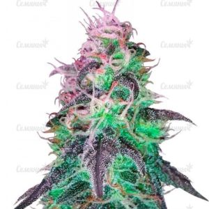 Семена сорта Papaya regular