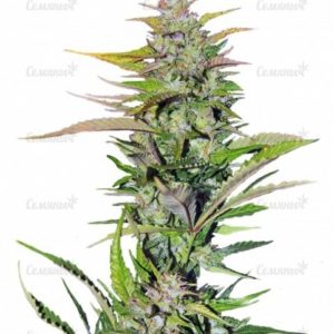 Семена сорта Sativa's Sour Diesel