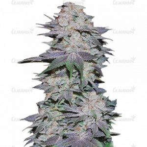 Семена сорта Eleven Roses (Delicious Seeds)