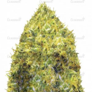 Семена сорта Black Russian (Delicious Seeds)