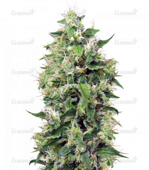 Семена сорта Maxi Haze auto