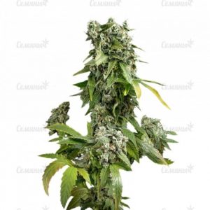 Семена сорта Super Silver (Dinafem Seeds)