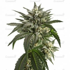 Семена сорта Blue Amnesia XXL Autoflowering (Dinafem Seeds)
