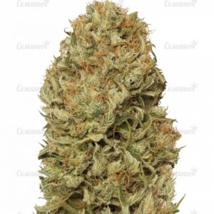 Семена сорта Auto Duck (Dutch Passion)