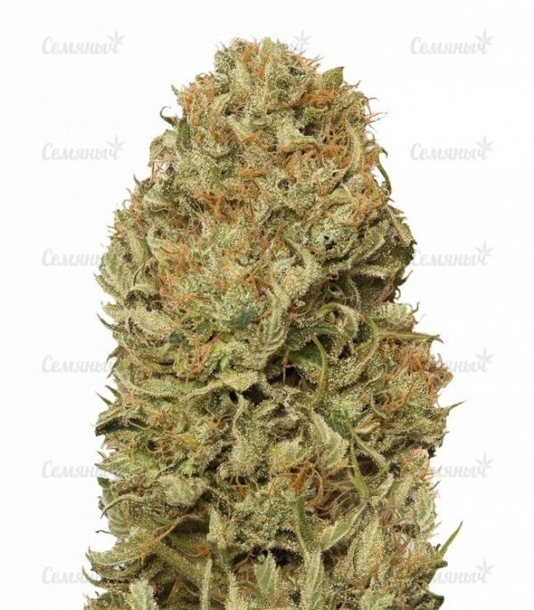 Семена сорта Auto Duck (Dutch Passion)