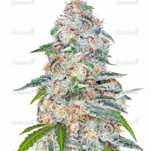Семена сорта Sweet Tooth (Barney's Farm)
