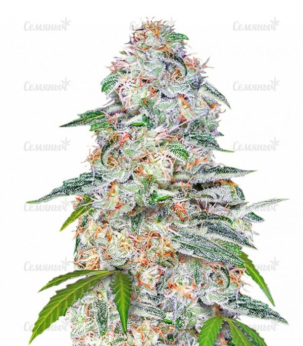 Семена сорта Sweet Tooth (Barney's Farm)