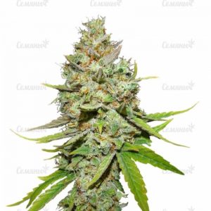 Семена сорта Arjan's Haze #3 (GHS)