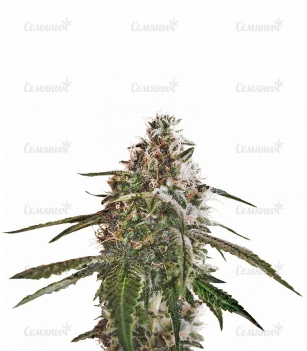 Семена сорта Extreme Impact Auto (Heavyweight Seeds)