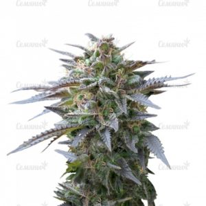 Семена сорта American Pie (Pyramid Seeds)
