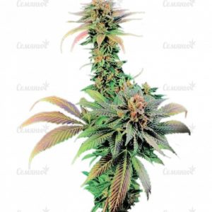 Семена сорта Auto Blue Pyramid (Pyramid Seeds)