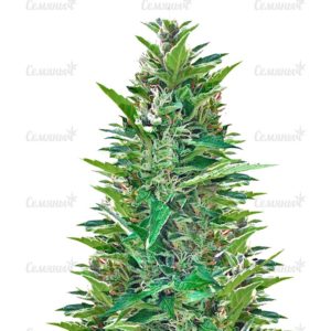 Семена сорта Buddha Deimos Auto (Buddha Seeds)