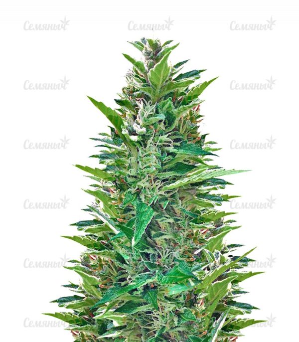 Семена сорта Buddha Deimos Auto (Buddha Seeds)