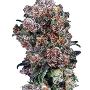 Семена сорта Blueberry regular (Dutch Passion)