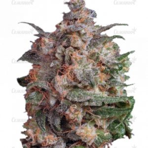 Семена сорта Auto White Widow x Big Bud (Female Seeds)