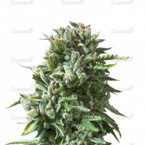 Семена сорта Candy Kush Express (Fast Flowering)