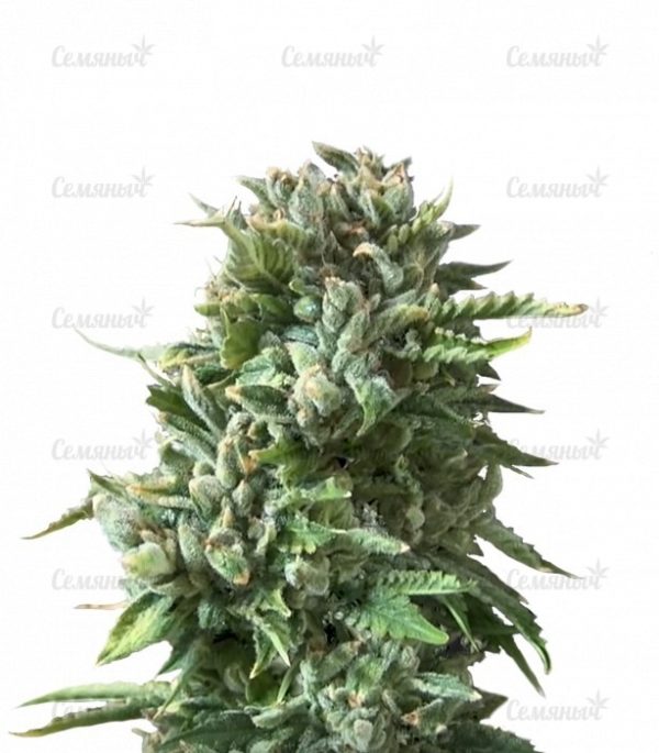 Семена сорта Candy Kush Express (Fast Flowering)
