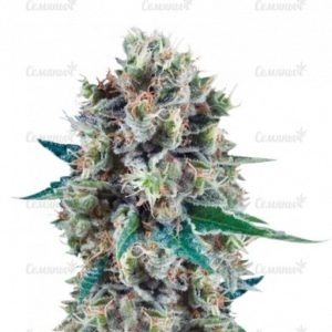 Семена сорта Maroc (Female Seeds)