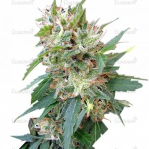 Семена сорта Caboose (Strain Hunters)