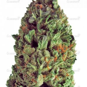 Семена сорта 00 Kush (00 Seeds)