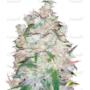 Семена сорта Nefertiti (Pyramid Seeds)