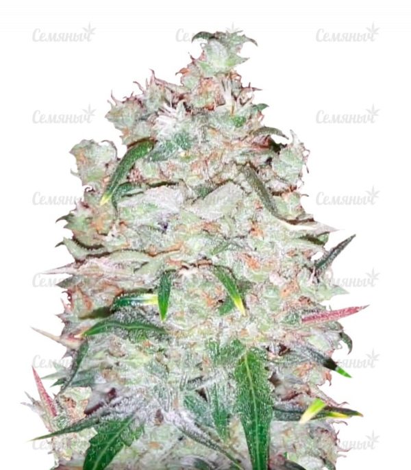 Семена сорта Nefertiti (Pyramid Seeds)