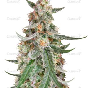 Семена сорта Sugar Black Rose Auto (Delicious Seeds)