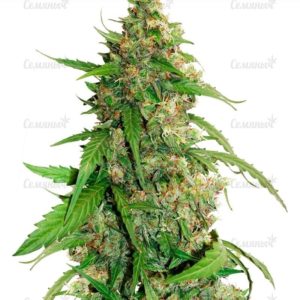 Семена сорта Shark Shock CBD (Dinafem Seeds)