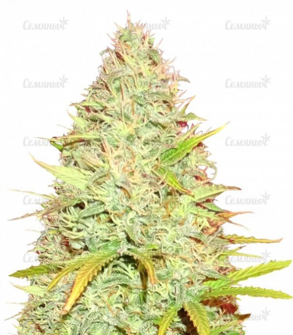 Семена сорта Auto Critical (Victory Seeds)