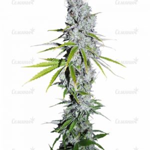 Семена сорта Critical + Autoflowering (Dinafem Seeds)