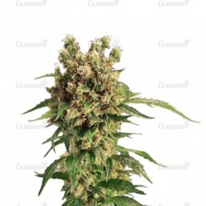 Семена сорта Hammershark (Resin Seeds)