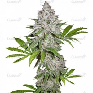 Семена сорта Cookies Kush (Barney's Farm)