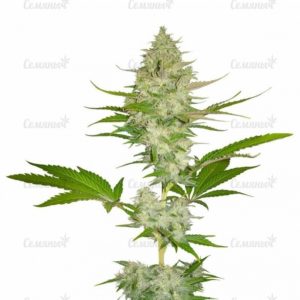 Семена сорта Pakistan Ryder auto (World of Seeds)